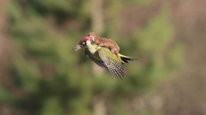 ComadrejaPajaroCarpintero