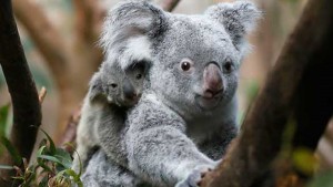 koalas