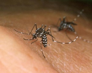 chikungunya-300x240