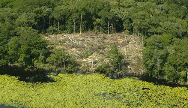 Bosques-Guatemala