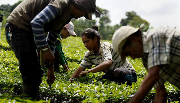 agricultura-colombia