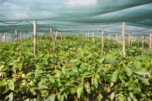PLANTACION-CACAO
