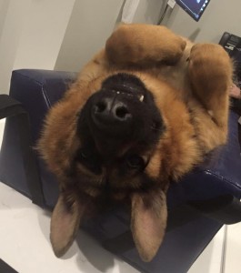 Quasimodo-Face