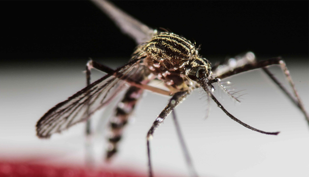 Zancudo-Virus-Zika