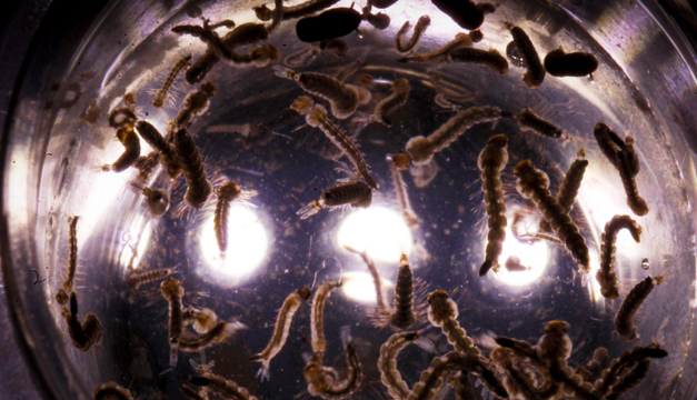 zika