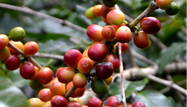 Cafe-cultivo