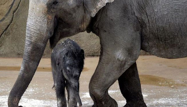Cria-de-elefante-Praga