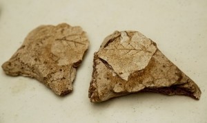 FOSILES-2