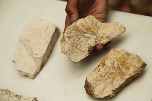FOSILES-3
