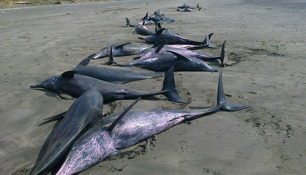 delfin-panama
