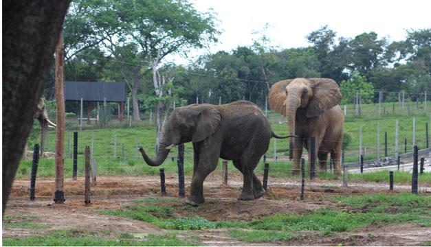 elefante