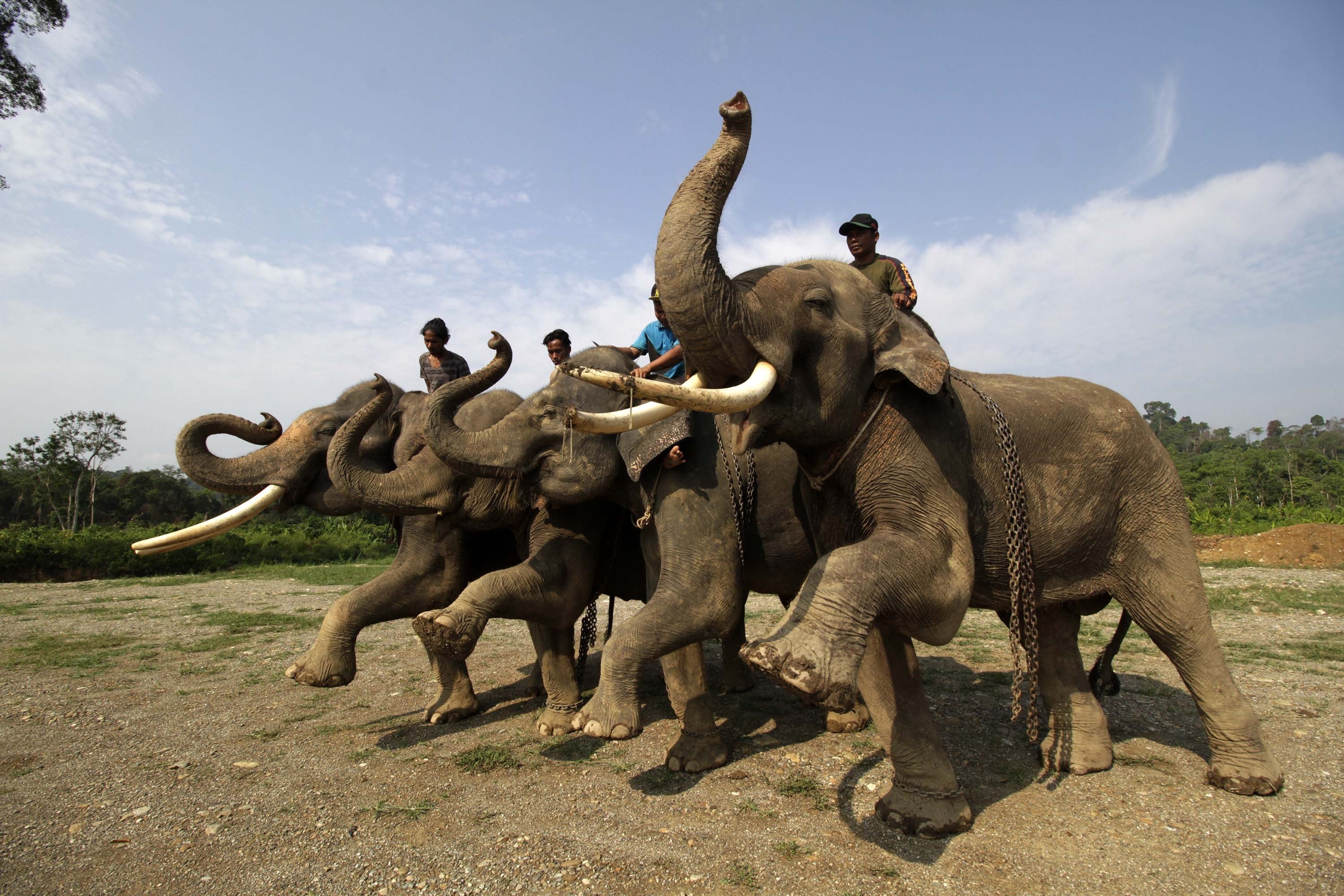(160403) -- ACEH, abril 3, 2016 (Xinhua) -- Imagen del 27 de marzo de 2016 de elefantes de Sumatra (Elephas Maximus Sumatranus) siendo entrenados en el Centro de Conservación de Elefantes, en Aceh, Indonesia. El Fondo Mundial para la Naturaleza (WWF, por sus siglas en inglés) anunció en 2012 que el elefante de Sumatra ha rebajado su condición de "extinción" a "peligro crítico" por la Unión Internacional de Conservación de la Naturaleza (IUCN, por sus siglas en inglés) después de perder cerca del 70 por ciento de su hábitat y la mitad de su población en una generación. El declive se debe principalmente a que el hábitat del elefante ha sido deforestado o convertido en plantaciones agrícolas. (Xinhua/Junaidi) (jp) (fnc)