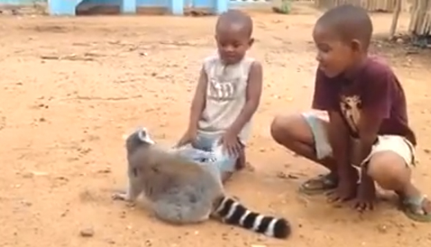 lemur-video