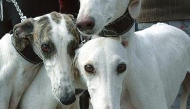 perros-efe