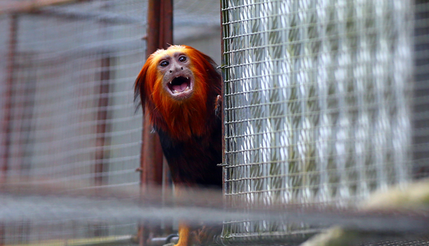 primate-Xinhua
