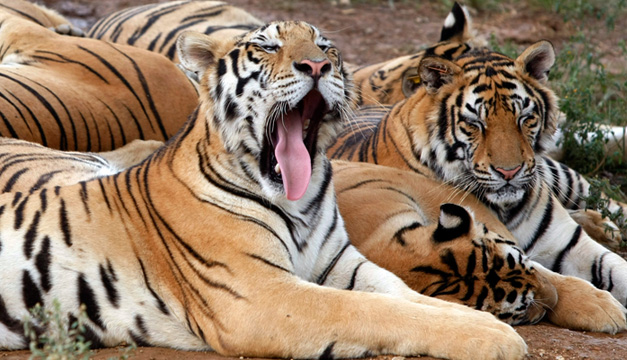 tigres-efe