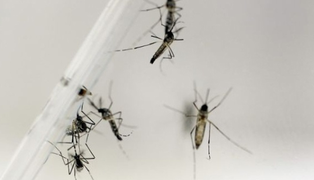 zika