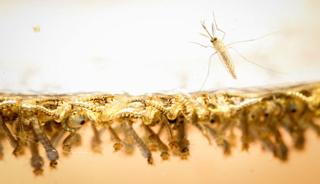 Larvas-Zika