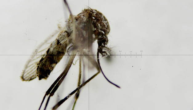 Zancudo-zika