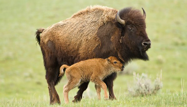 bisonte @Interior