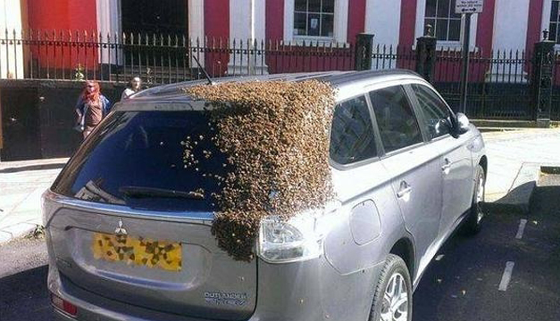 carro con abejas-ABC