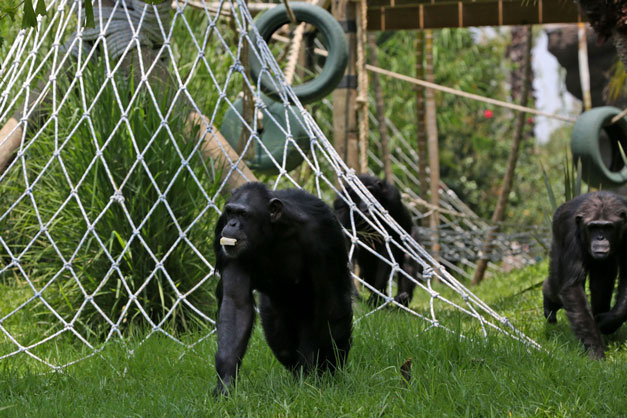 chimpances-guate-1