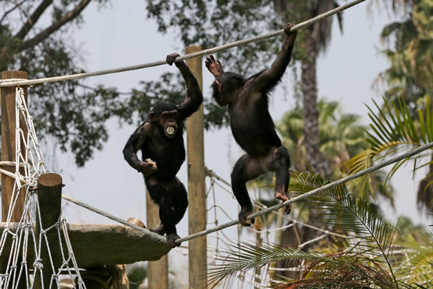 chimpances-guate-2