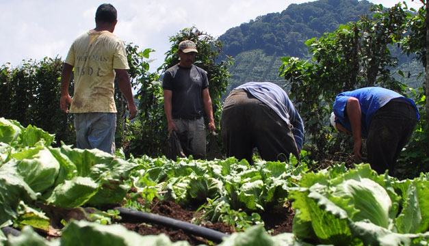 cultivo-hortaliza-productores