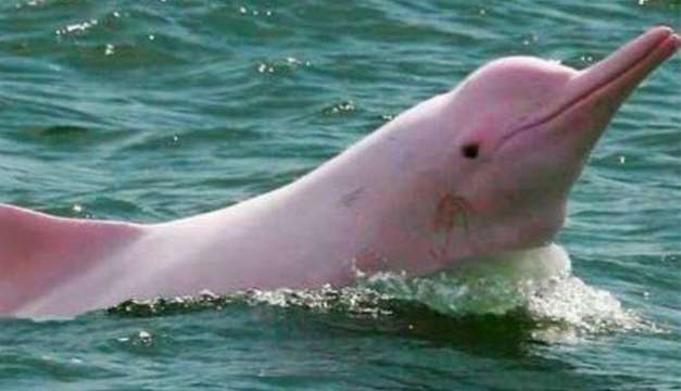 delfines rosados