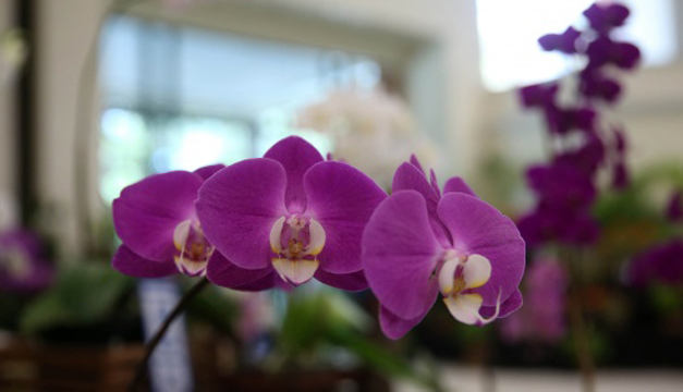 orquideas