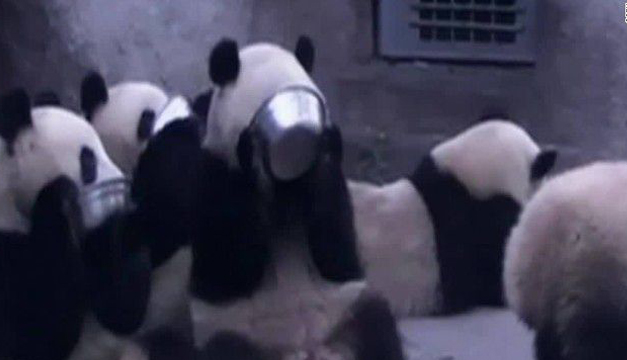 pandas-cnn