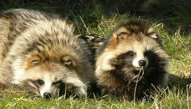 perro-mapache