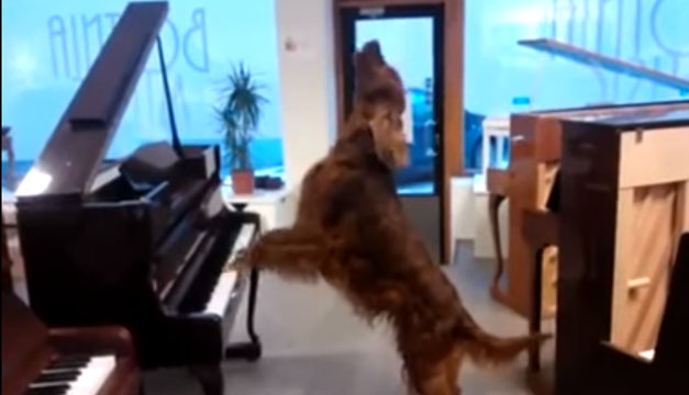perro toca piano