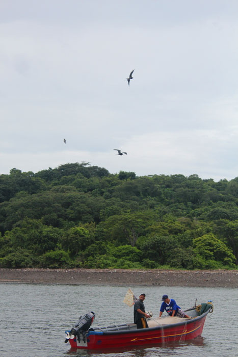 AVES