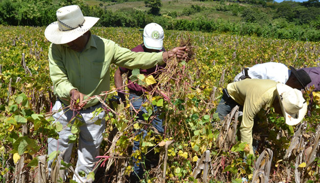 Agricultura-cultivo