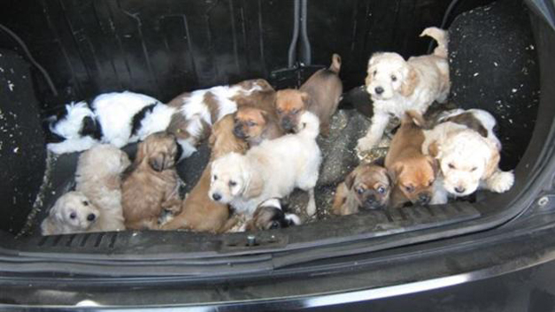 Cachorros