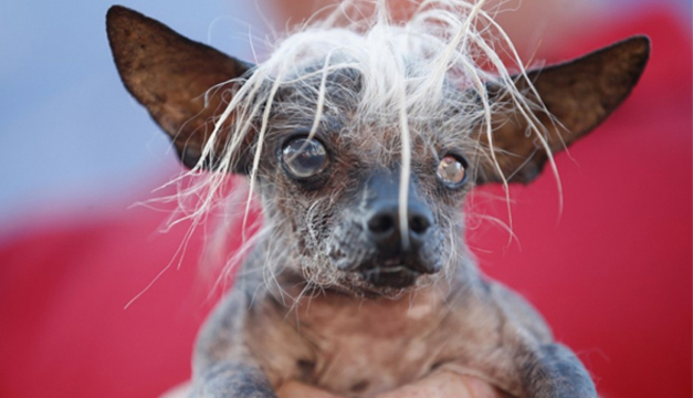 Chihuahua