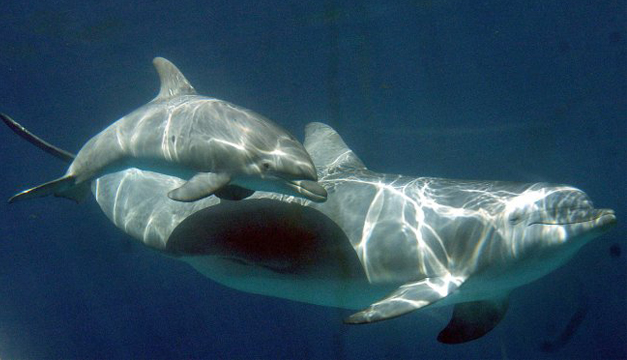 Delfines