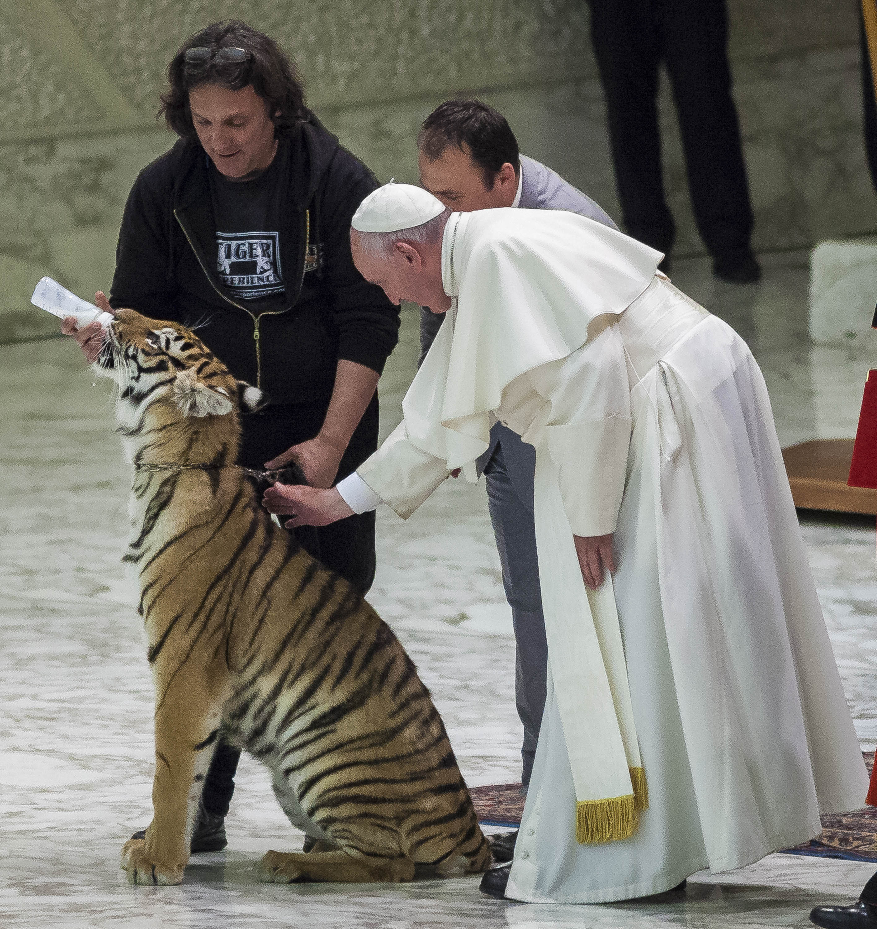 (160616) -- ROMA, junio 16, 2016 (Xinhua) -- El papa Francisco (d-frente) acaricia a un tigre durante su audiencia con los participantes del jubileo del "mundo del espectáculo viajante", en la Ciudad del Vaticano, en Roma, Italia, el 16 de junio de 2016. (Xinhua/Giuseppe Ciccia/Pacific Press/ZUMAPRESS) (da) (dp)