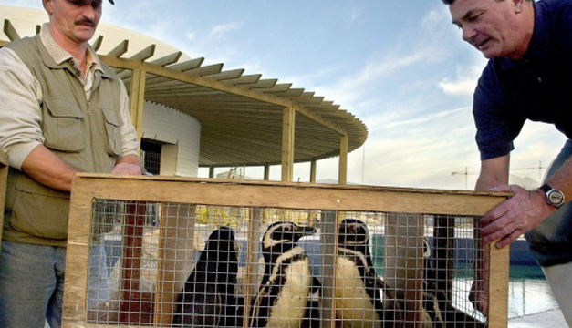 Pinguinos Juanito