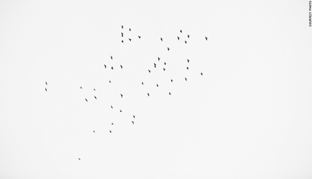 aves