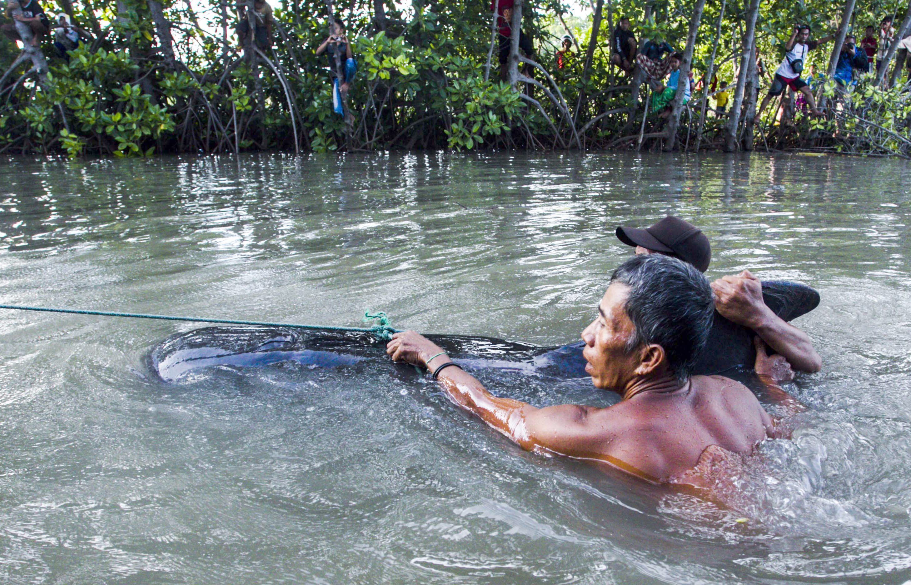 FUL06 PROBOLINGGO (INDONESIA) 16/06/2016.- Dos hombres retiran el cuerpo sin vida de una ballena piloto varada en la costa de Probolinggo (Indonesia) hoy, 16 de junio de 2016. Un total de 32 ballenas pilotos han sido encontradas varadas en la costa, ocho de ellas muertas. En total, 24 ballenas han sido salvadas y soltadas al mar. EFE/Fully Handoko