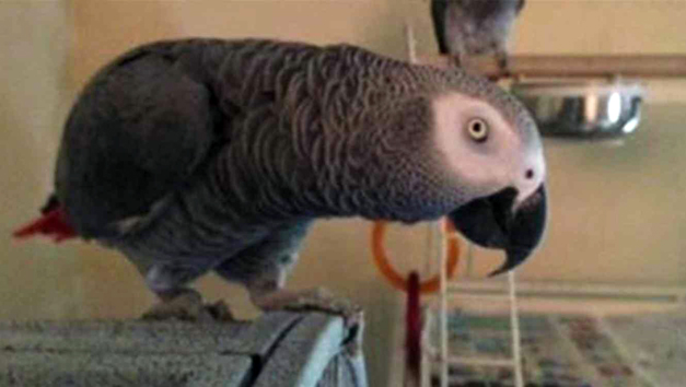 bud el loro