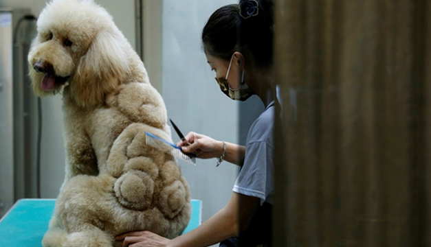 Corte de pelo para perros