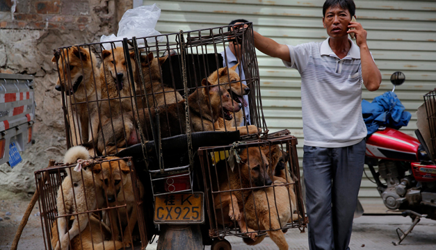 festival de perros en china-efe