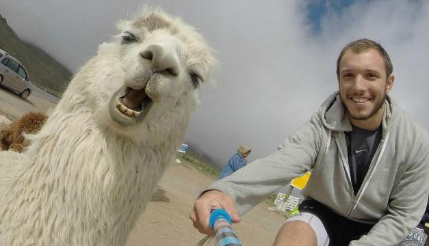 llama