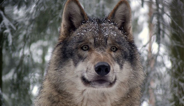 perro