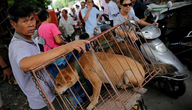 perros en china-efe