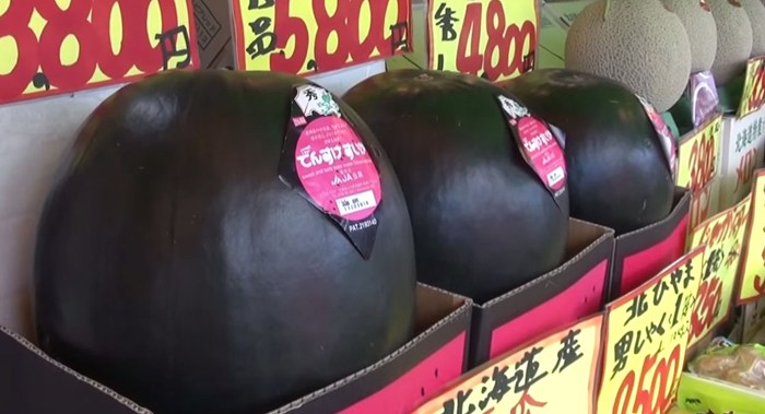 sandia_tiempohn