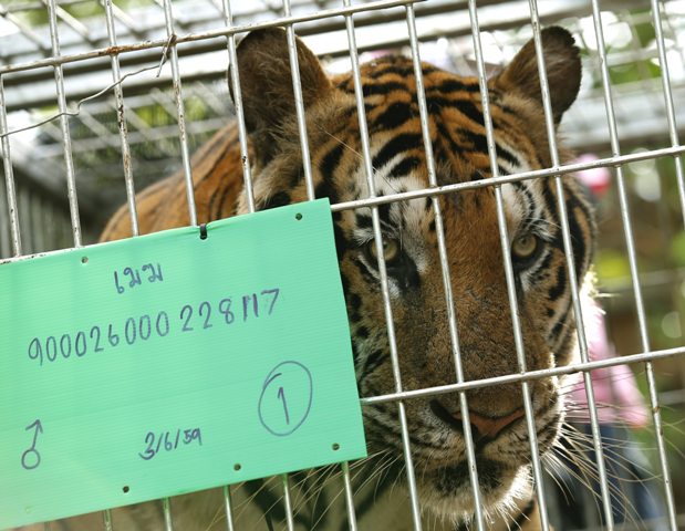 TAI28 SAI YOK (TAILANDIA) 03/06/2016.- Un tigre macho llamado "Mak" observa los veterinarios dentro de una jaula en el templo del tigre en la provincia de Kanchanaburi, Tailandia, hoy, 3 de junio de 2016. Miembros del Departamento de Conservación de Parques Naturales encontraron 40 crías de tigre muertas escondidas dentro de un congelador el pasado miércoles. Entre los restos mortales de los animales también se han encontrado recipientes con intestinos y otros órganos que de confirmarse que son recientes apoyarían las acusaciones de los activistas. El templo era un reclamo para turistas que se paseaban y se hacían fotos con los animales, motivo por el que también ha sido criticado durante años por organizaciones defensoras de animales.EFE/Narong Sangnak